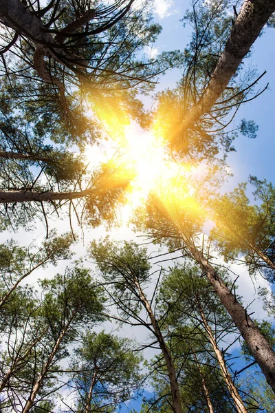 Foresta Conifere Alberi Secolari Con Sole Che Splende Attraverso Corona — Foto Stock