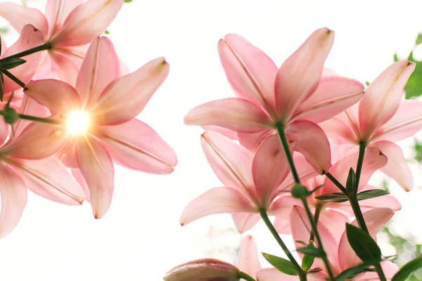 Yeşil Yapraklardan Oluşan Bir Arka Planda Güzel Zambak Çiçeği Zambak — Stok fotoğraf