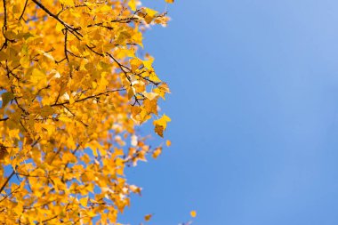 Sarı ağaç ve güneş güzel sonbahar manzara. Düşen yaprakları doğal arka plan