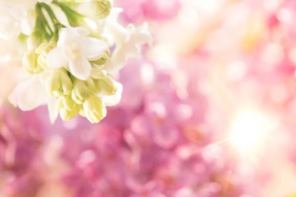 Beyaz Lila Çiçek Makro Fotoğraf — Stok fotoğraf
