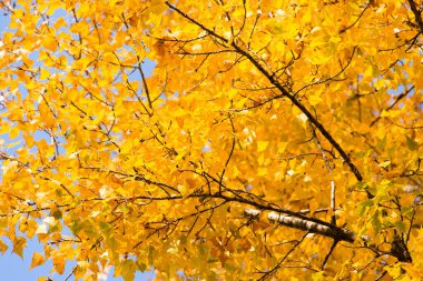 Sarı ağaç ve güneş güzel sonbahar manzara. Düşen yaprakları doğal arka plan