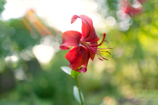 Gyönyörű Liliom Virág Háttérben Zöld Levelek Lily Virágok Kertben — Stock Fotó