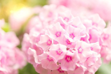 Plox parlak yaz çiçekleri. Güneşli bir günde bahçede çiçek açan dallar..