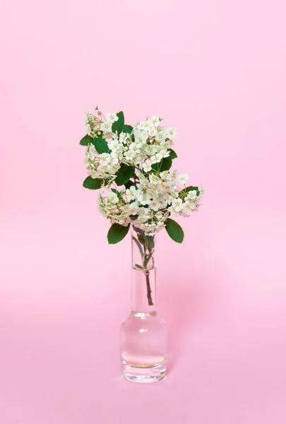 Transparent Vase White Flowers Pink Background Close — Stockfoto