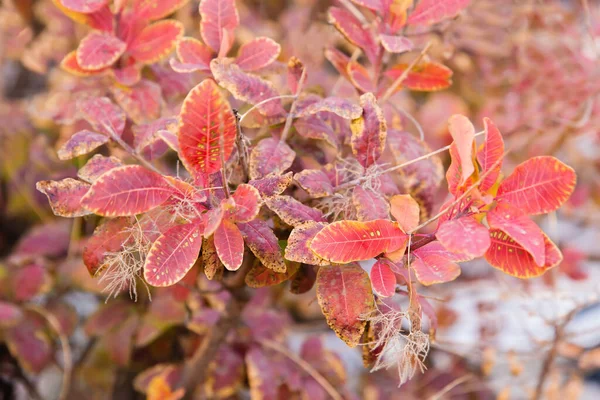 Folhas Outono Árvore Temporada Folhagem Colorida — Fotografia de Stock