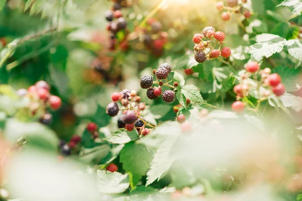 Gren Mogna Björnbär Trädgården Grön Bakgrund Tidig Sort Som Mognar — Stockfoto