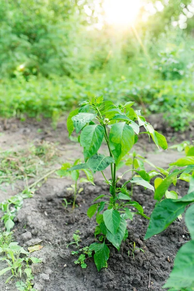Kupa Zielonego Pieprzu Roślinach Podczas Dojrzewania Zewnątrz — Zdjęcie stockowe