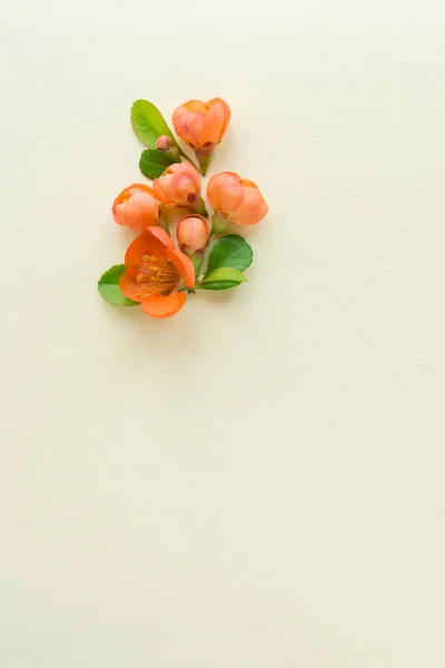 Beautiful Flower Arrangement Bright Orange Flowers Free Space Text Light — Fotografia de Stock
