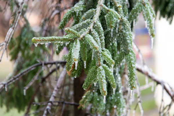 Frozen Icy Branches Trees Frozen Branches Christmas Tree Winter — Fotografia de Stock
