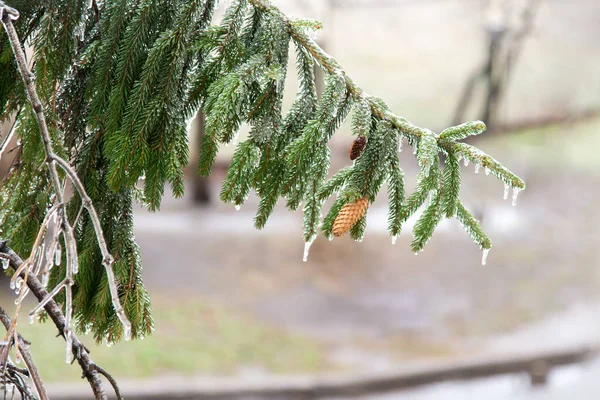 Frozen Icy Branches Trees Frozen Branches Christmas Tree Winter — Stock fotografie