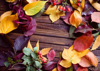 Fikrin ve mesajın için sonbahar çerçevesi. Sonbaharda dökülen sarı, kırmızı, yeşil renkli kuru yapraklar çerçevenin ortasına eski kahverengi ahşap bir tahta üzerine seriliyordu..