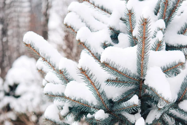 Paisagem Inverno Árvore Coberta Neve Parque — Fotografia de Stock