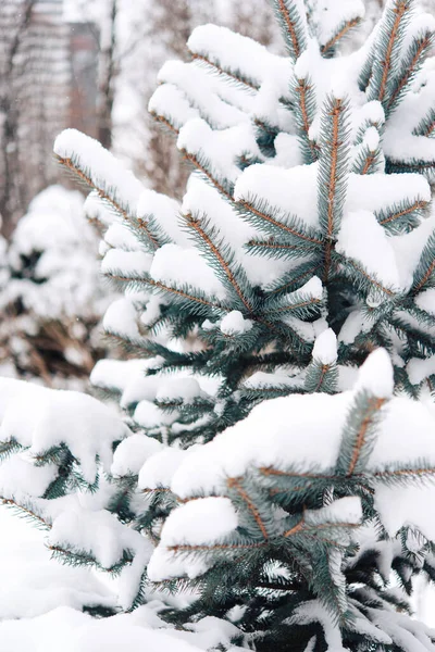 Winter Landscape Snow Covered Tree Park — Foto Stock