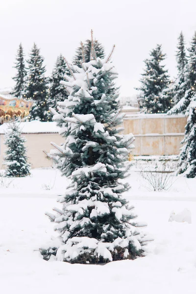 Winter Landscape Snow Covered Tree Park — Foto Stock