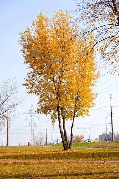 秋は木に葉をつけます 紅葉の季節 — ストック写真