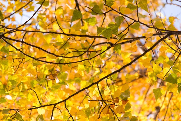 Feuilles Automne Sur Arbre Saison Feuillage Coloré — Photo