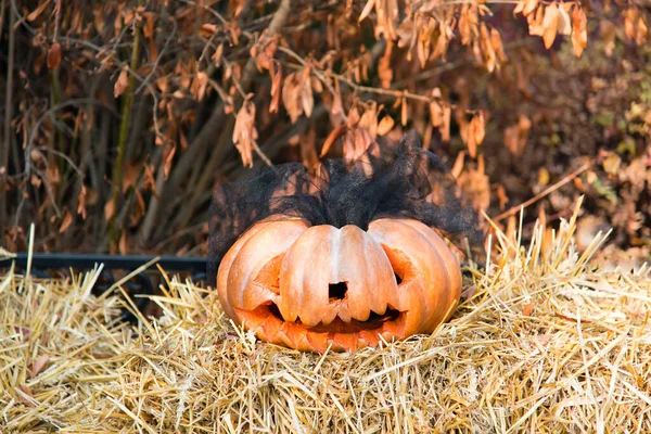 Halloween scary pumpkin with a smile in the autumn landscape