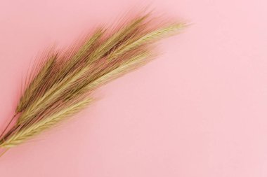 beautiful ears of wheat on a pink background with copyspace for your design, pattern, texture.