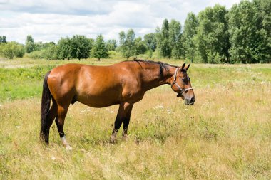 beautiful horse in the field on a sunny summer day