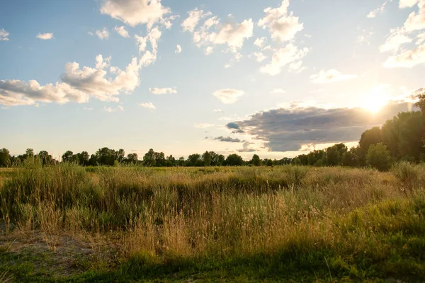 Summer Landscape Meadow Trees Countryside Evening Light — Foto Stock