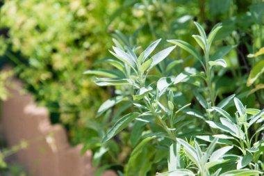 Sage officinalis (Salvia officinalis) - büyüme aşamaları