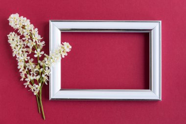 branches of blooming white bird cherry near an empty white photo frame on a plain red background