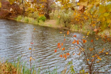 Ağaçta sonbahar yaprakları var. Renkli yaprakların mevsimi.