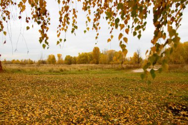 Ağaçta sonbahar yaprakları var. Renkli yaprakların mevsimi.