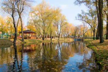 Ağaçta sonbahar yaprakları var. Renkli yaprakların mevsimi.