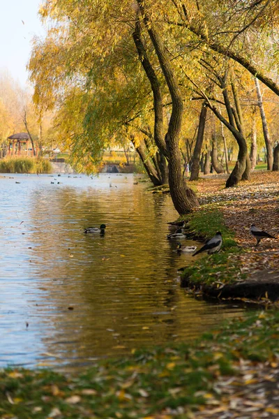 Herfst Bladeren Aan Boom Seizoen Van Kleurrijk Gebladerte — Stockfoto