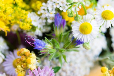 Summer blooming delicate flowers, rich bright bouquet and delicate floral card