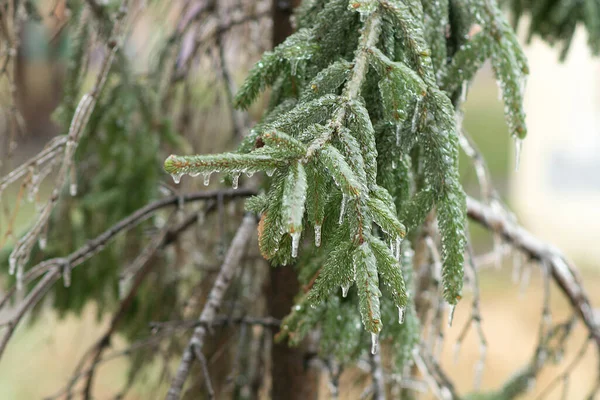 Frozen Icy Branches Trees Frozen Branches Christmas Tree Winter —  Fotos de Stock