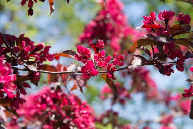 Çiçek açan elma ağacı makrosu dalları. Güneş ışığında doğal zemin üzerine odaklanarak fotokopi alanı ile birlikte..