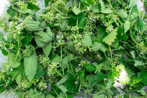 Hojas Frescas Fondo Verde Hojas Menta Listas Para Secar — Foto de Stock