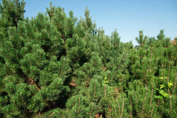 Christmas tree growing outdoors closeup. The concept of New Year wallpaper. fir branches