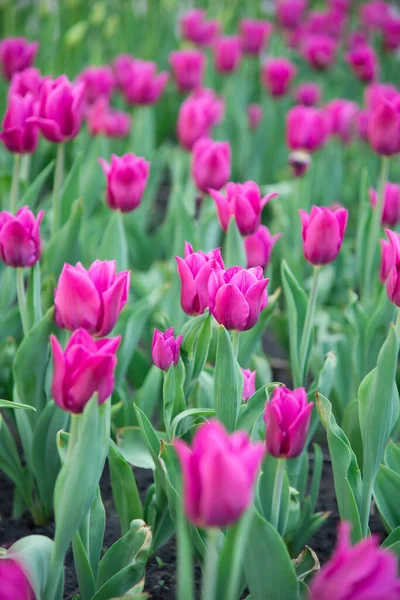 Rózsaszín Tulipán Virágzik Napsütés Alatt Kertben — Stock Fotó