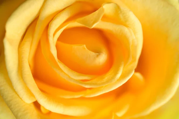 Yellow Rose Flower Shallow Depth Field Petal Cone Concentric Circle — Stock Photo, Image