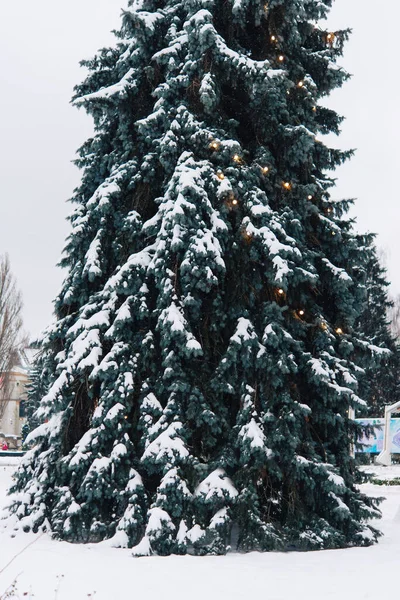 Abetos Inverno Neve Natureza — Fotografia de Stock