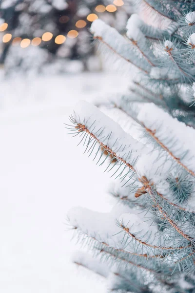 Sapins Hiver Neige Dans Nature — Photo