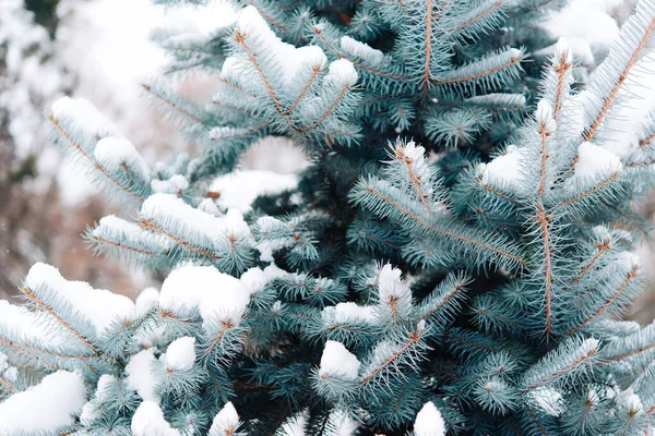 winter fir trees and snow in nature