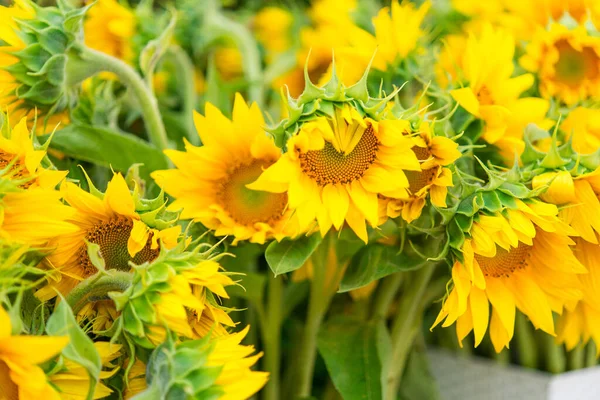 Heldere Gele Zonnebloemen Onscherpe Zonnige Achtergrond — Stockfoto