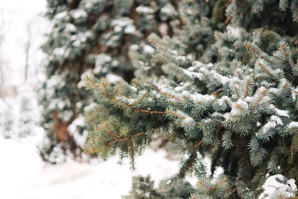 Abeti Invernali Neve Nella Natura — Foto Stock