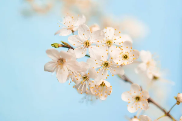 Větve Kvetoucího Třešňového Makra Měkkým Zaměřením Jemnou Světle Modrou Oblohu — Stock fotografie