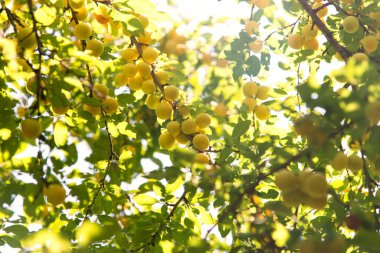 ripe yellow cherry plum fruits growing on a tree in the garden