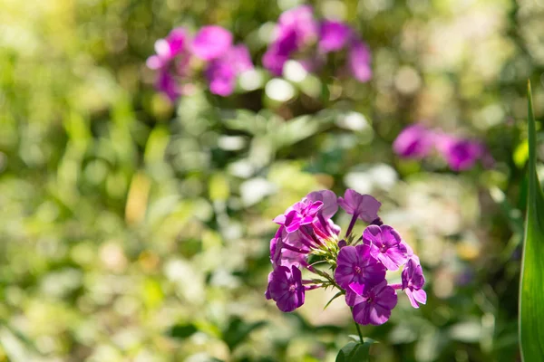 Garden Phlox Fényes Nyári Virágok Virágzó Faágak Kertben Egy Napsütéses — Stock Fotó