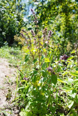 Çiçekli fesleğen yaprakları ve çiçekler.