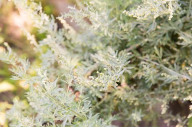 Sagebrush doğada çiçek açıyor.