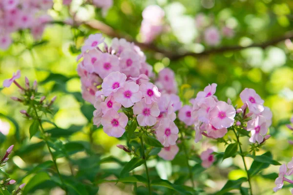 Zahradní Phlox Jasné Letní Květiny Kvetoucí Větve Floxu Zahradě Slunečného — Stock fotografie
