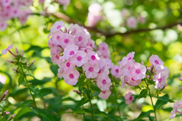 Jardin Phlox Lumineux Fleurs Été Branches Florissantes Phlox Dans Jardin — Photo