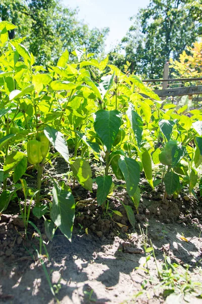 Hromada Zeleného Pepře Rostlině Během Zrání Venku — Stock fotografie